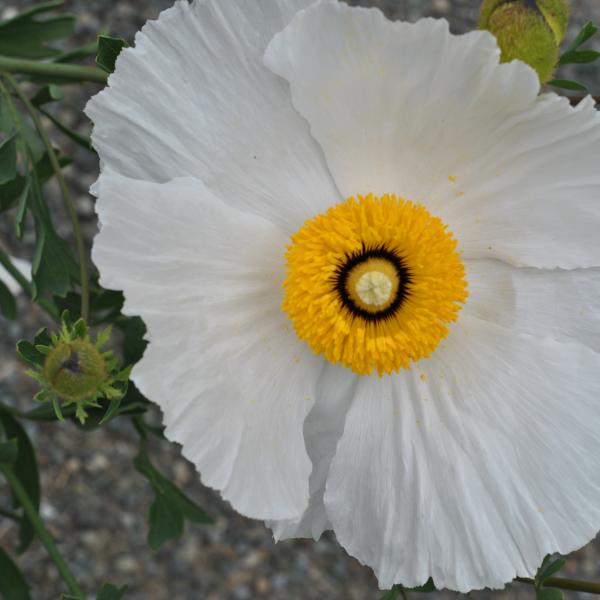 Humboldt Botanical Garden