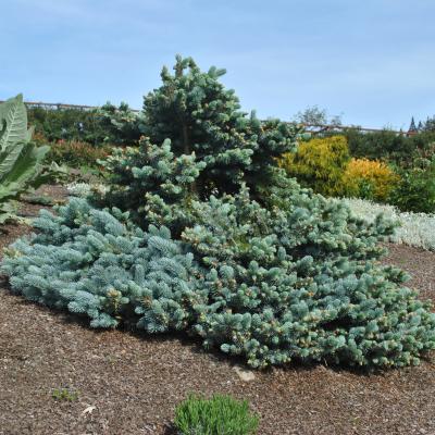 Humboldt Botanical Garden