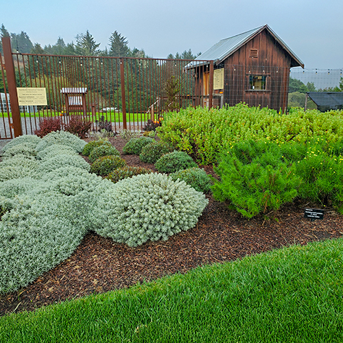 A wooden fence stands in the background, providing a rustic touch to the serene landscape.