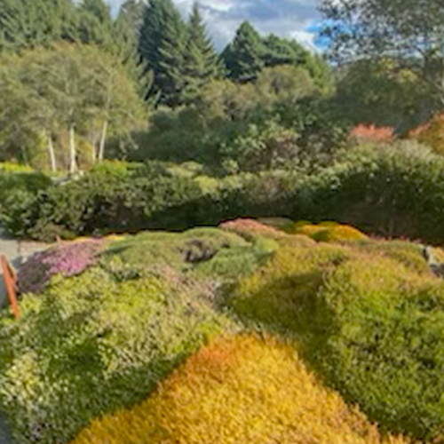 A vibrant garden featuring a variety of colorful plants, showcasing the beauty of the Betty Kuhnel Heather Garden.