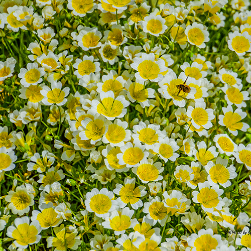 A bee hovers over vibrant yellow and white flowers in a field, promoting the beauty of nature at a plant sale