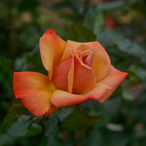 A single orange rose blooming in the Dr. Stan Baird Rose Garden, showcasing its vibrant color and delicate petals.