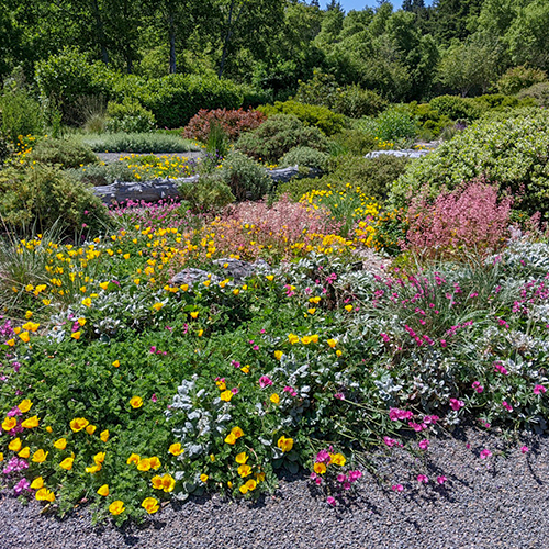 A colorful expanse of flowers at the Lost Coast Brewery Native Plant Garden, highlighting the beauty of native flora.<br />
