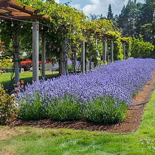 A vibrant row of lavender plants in full bloom, showcasing their rich purple hues and lush green foliag